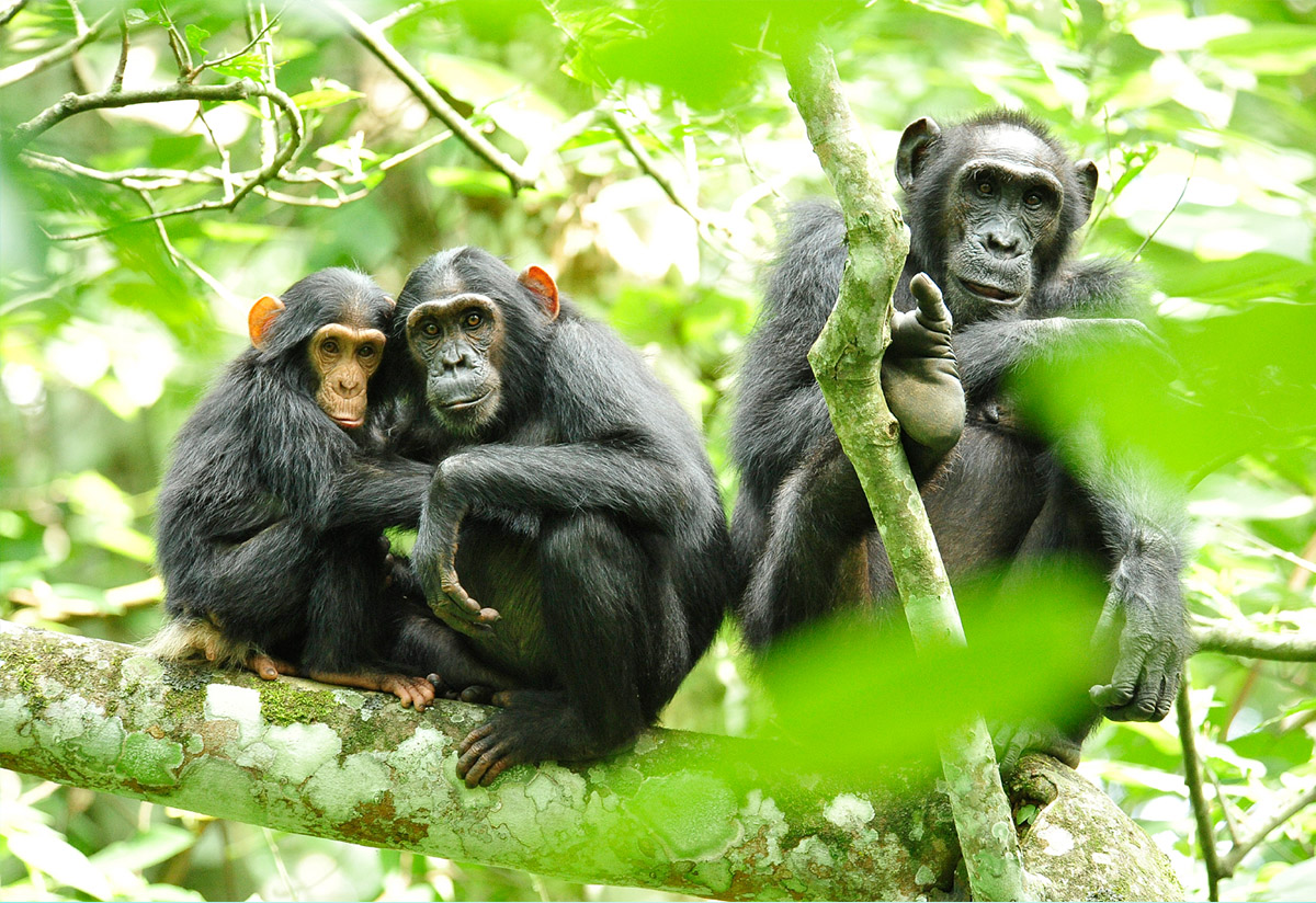 Gorilla Trek, Uganda