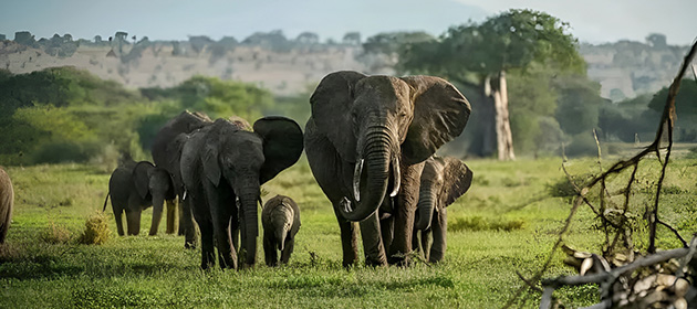 Safari adventures, sunset views, and mountain summits in Kenya